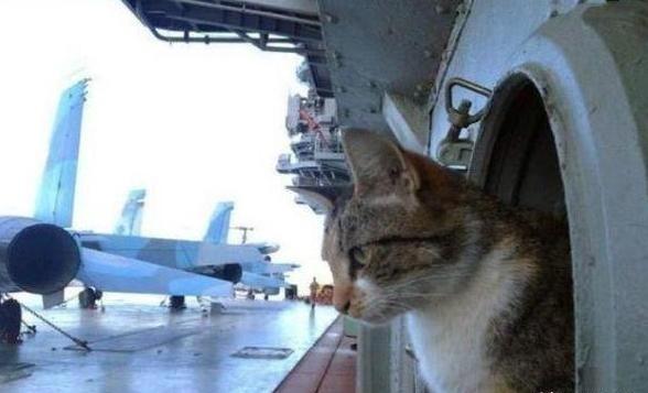 航母上为什么要养猫？是为了抓老鼠？那你就错了，现在航母上的猫可不是为了抓老鼠，而