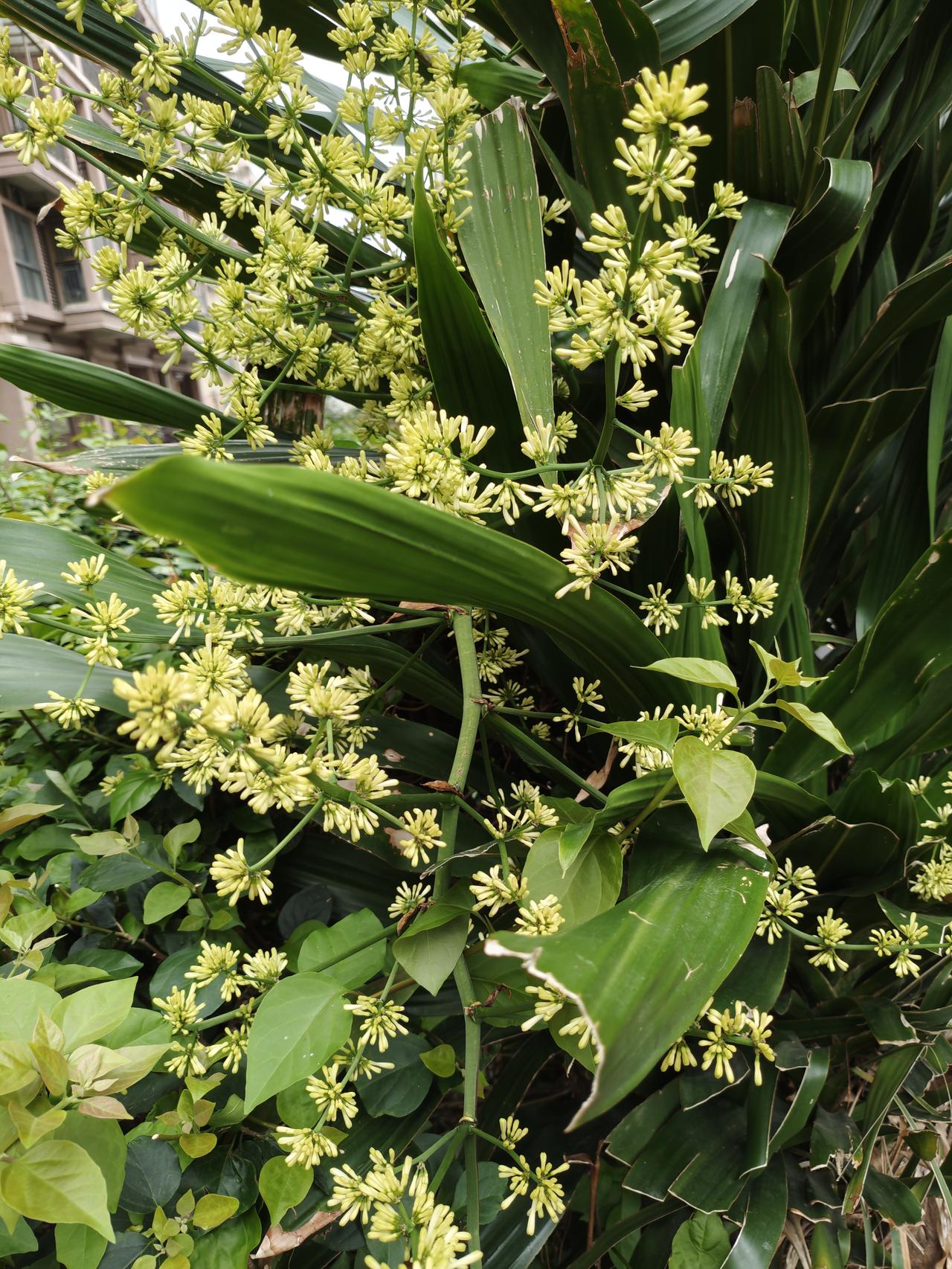 春日追花攻略昨日去公园拍到的排仙人类型的花开得好美，忘记它叫什么名字了？是不是叫