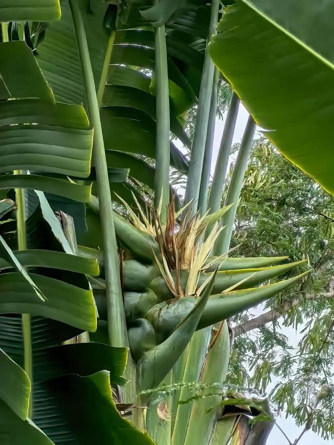 现在年轻人流行“干婚”：AA制还房贷，分房睡不打扰，凑活过为孩子
 
前几天听闺