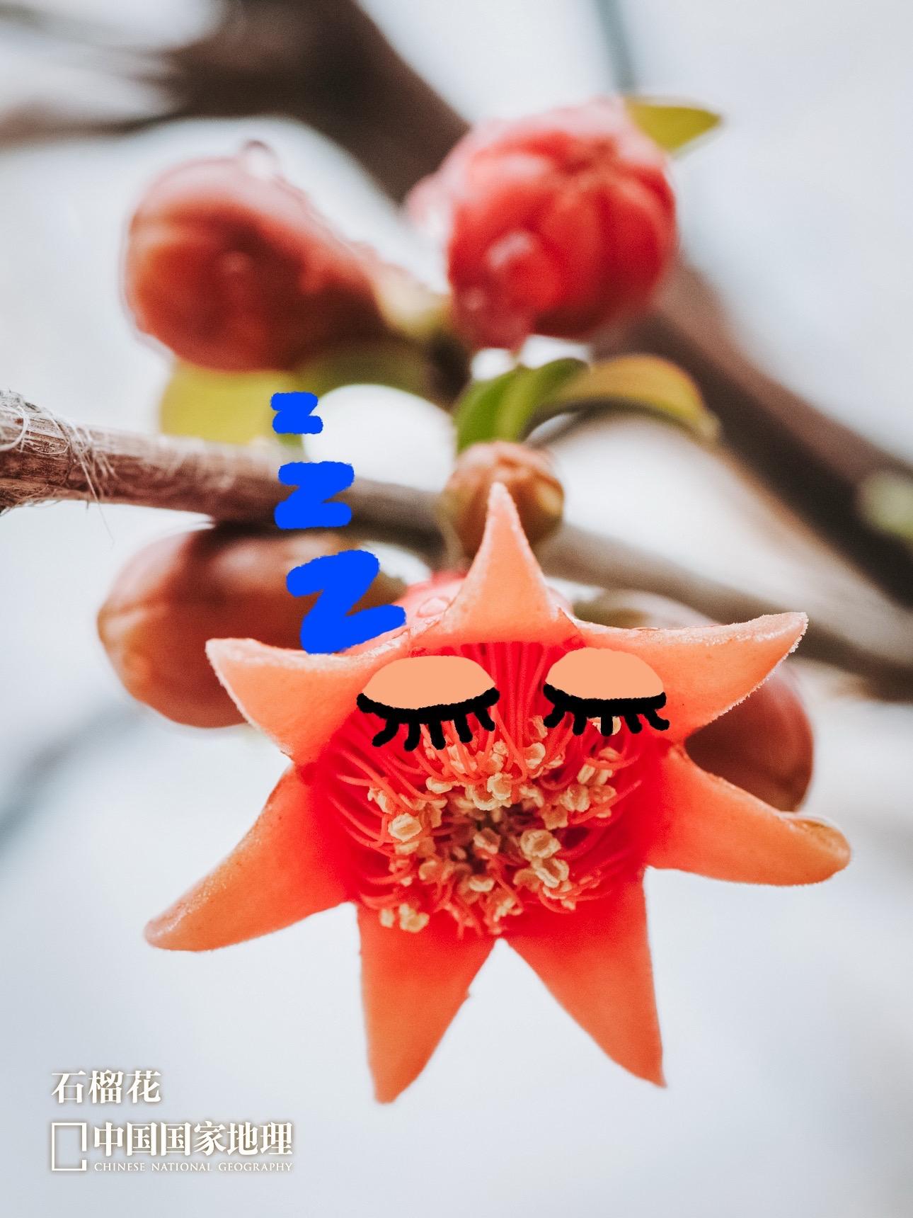 吃花，中国哪里最专业？【下集】💐吃花，吃的是美味，是四时变化，也是前...