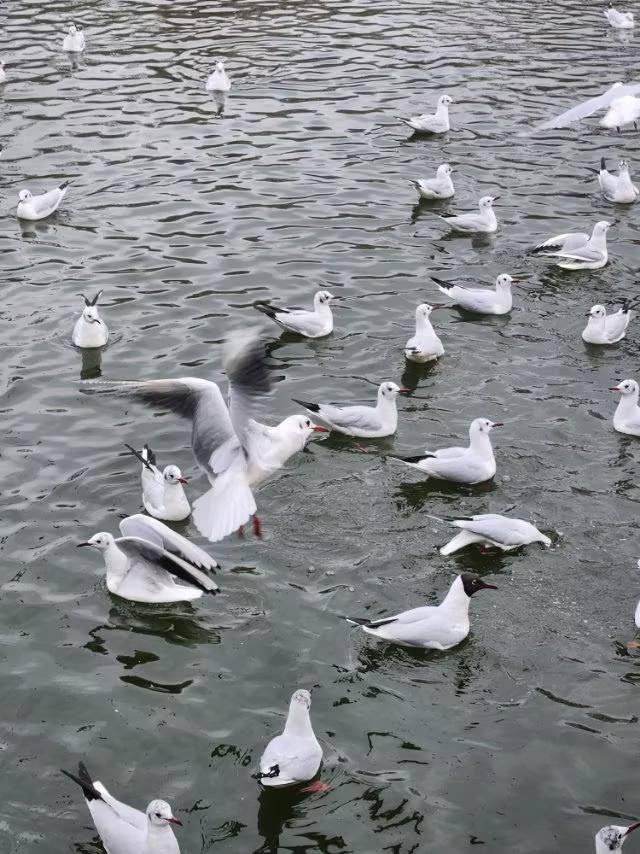 海鸥大部分已飞走，小部分正在练飞翔？
昨天去了中山公园，看到了小西湖上空云集了成