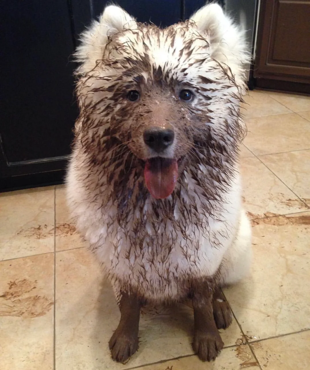 哪有萨摩耶不爱玩泥巴的啊，又不是洗不干净