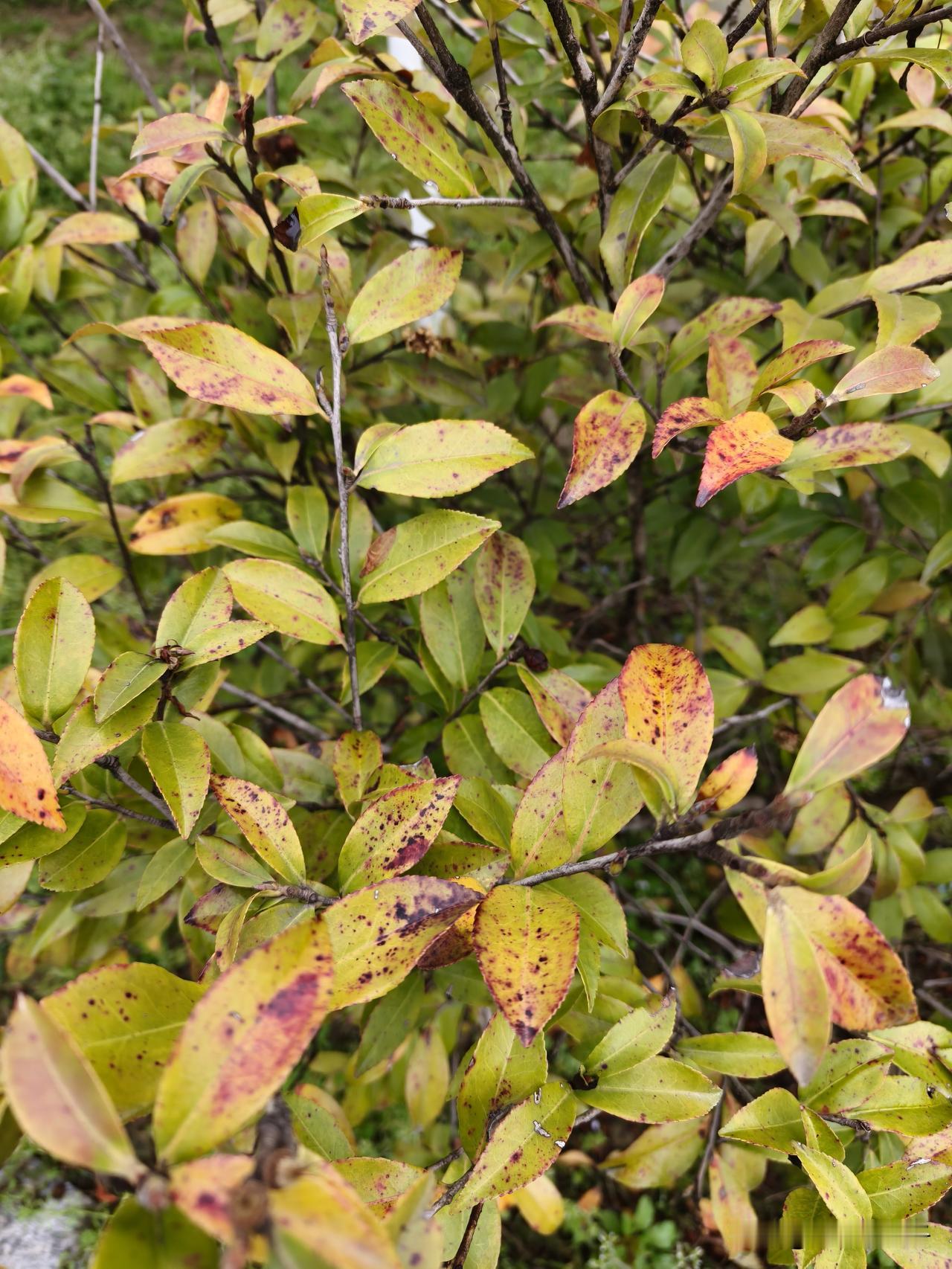 这茶花还有救吗？