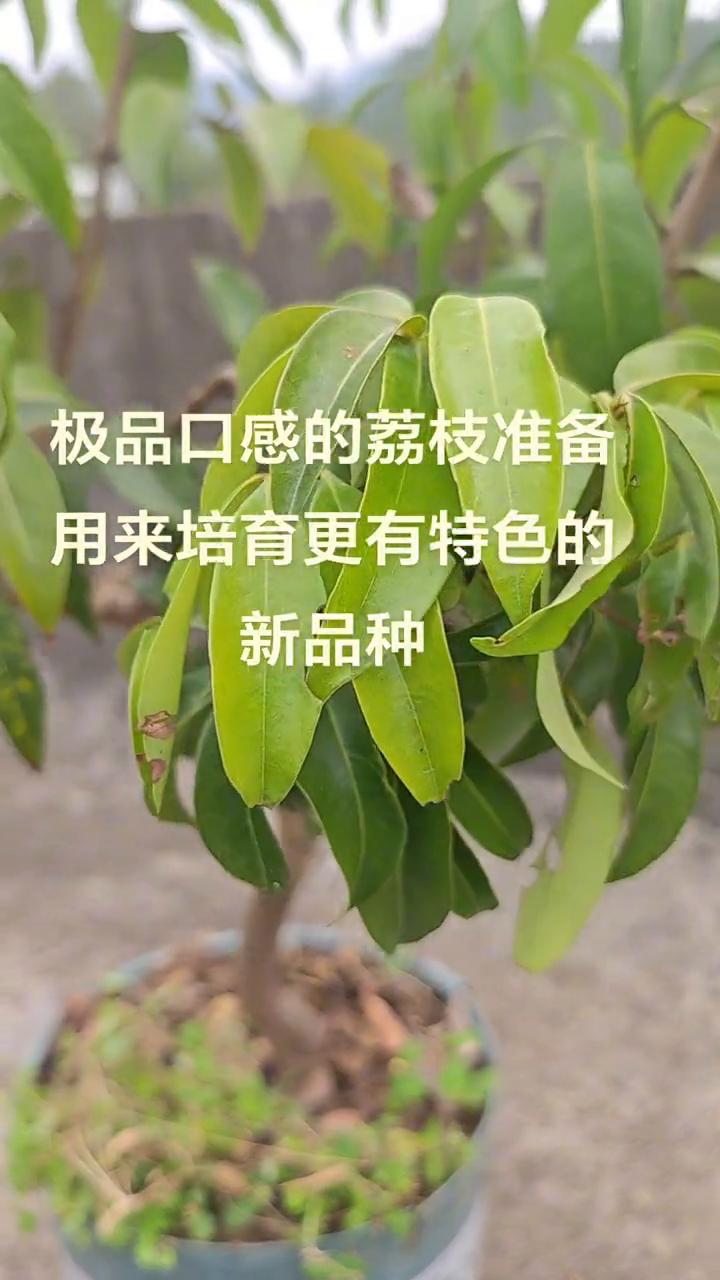 极品口感的荔枝准备用来培育更有特色的新品种。
这可是全国口感最好吃的盆栽荔枝，今