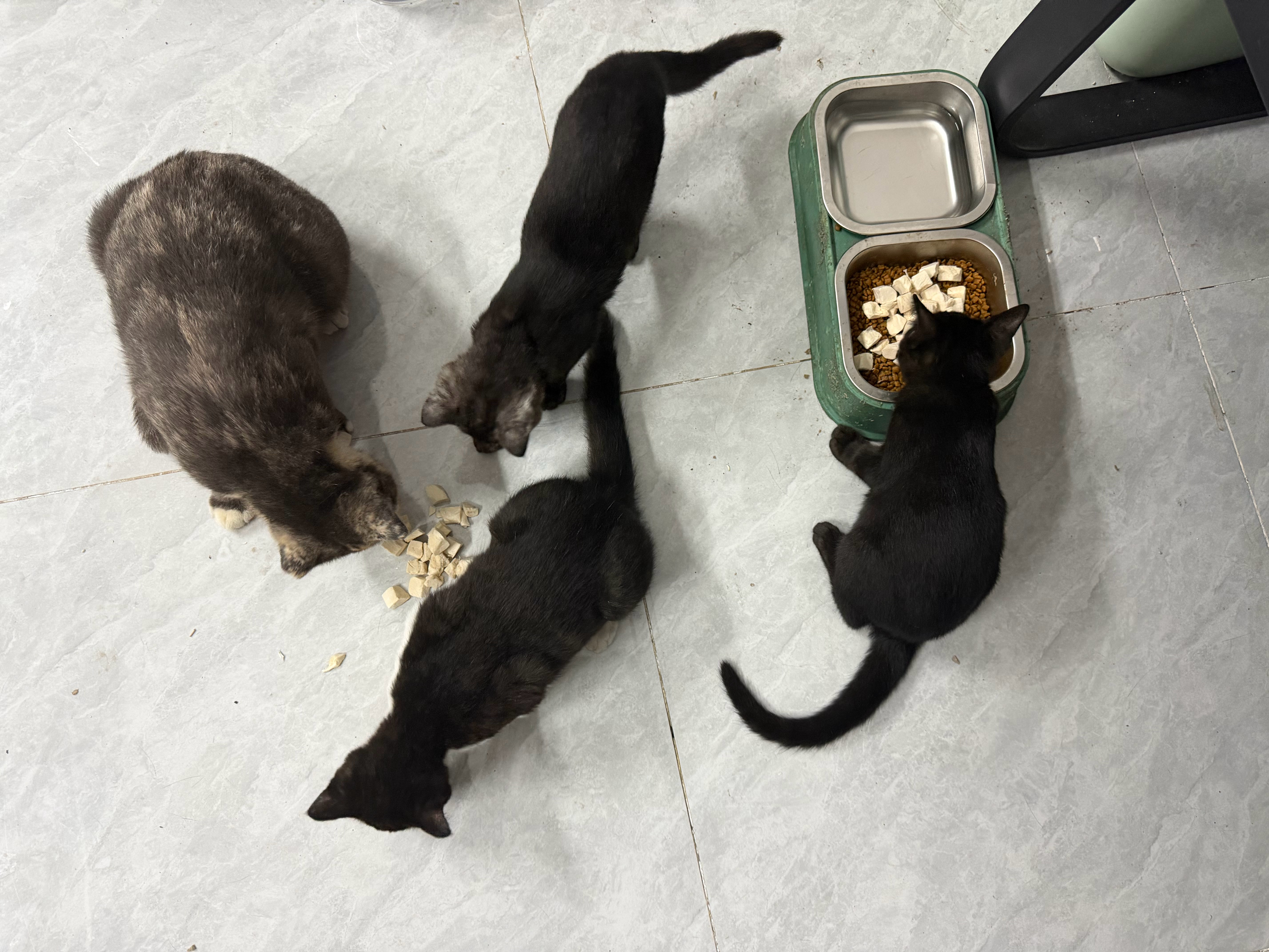 没有哪只小猫咪可以拒绝半夜加餐 ​​​