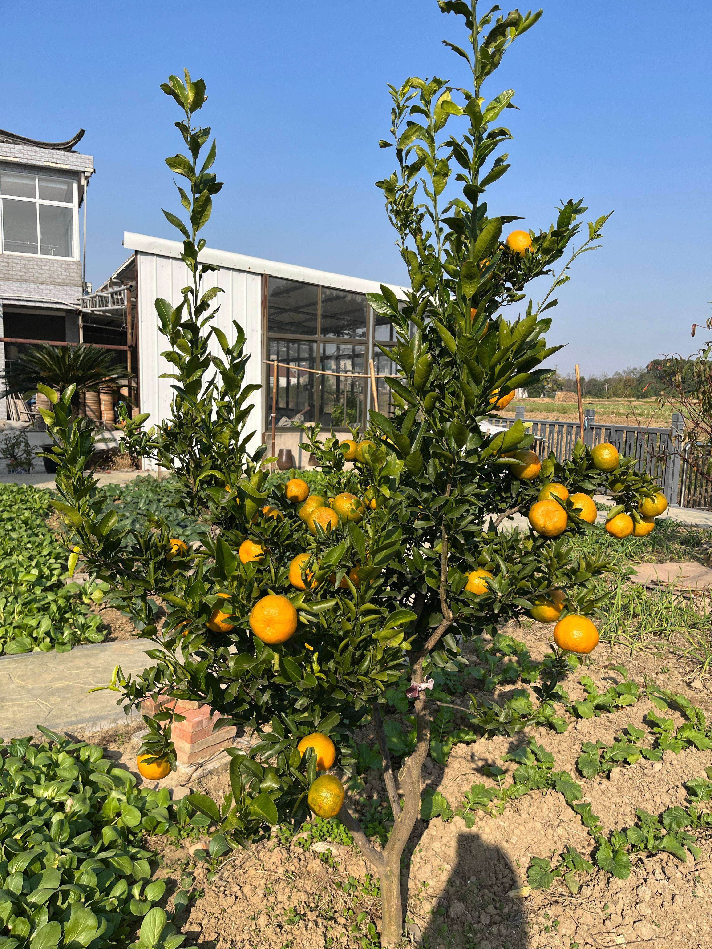 丰收的季节。城里呆久了，到乡下接接地气。 
