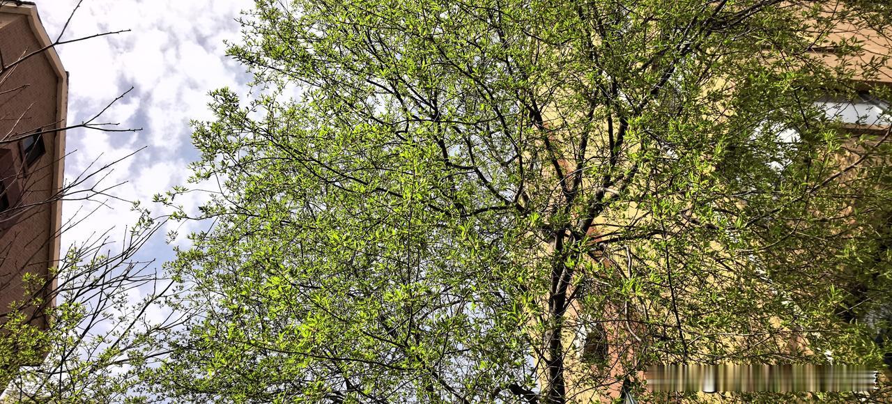 今年春天最想实现的心愿明天会看见北方特有的杏花！