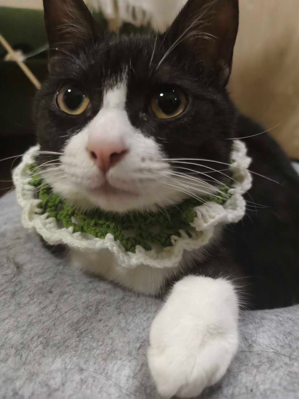 您钩织些其他的吧，不要再为我钩织了。daily奶牛猫 （投稿：）