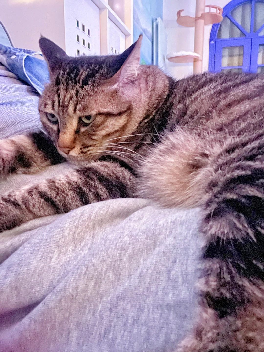 狸花猫就这样，用最拽的脸做最暖的事