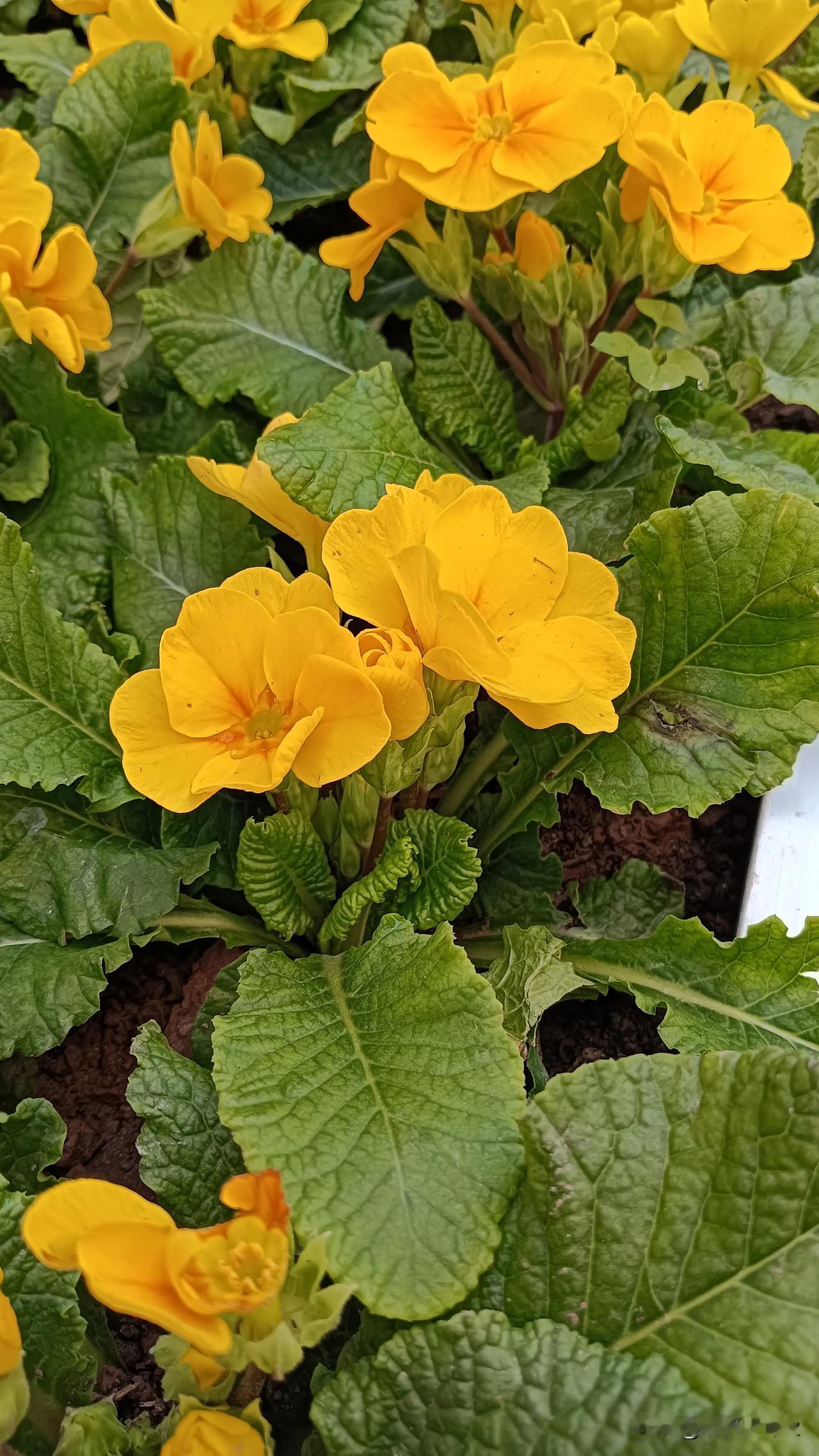 报春花盛放，黄绿交织春意浓🌼🌿，生机满满醉心间。

在这片绚烂的报春花海中，
