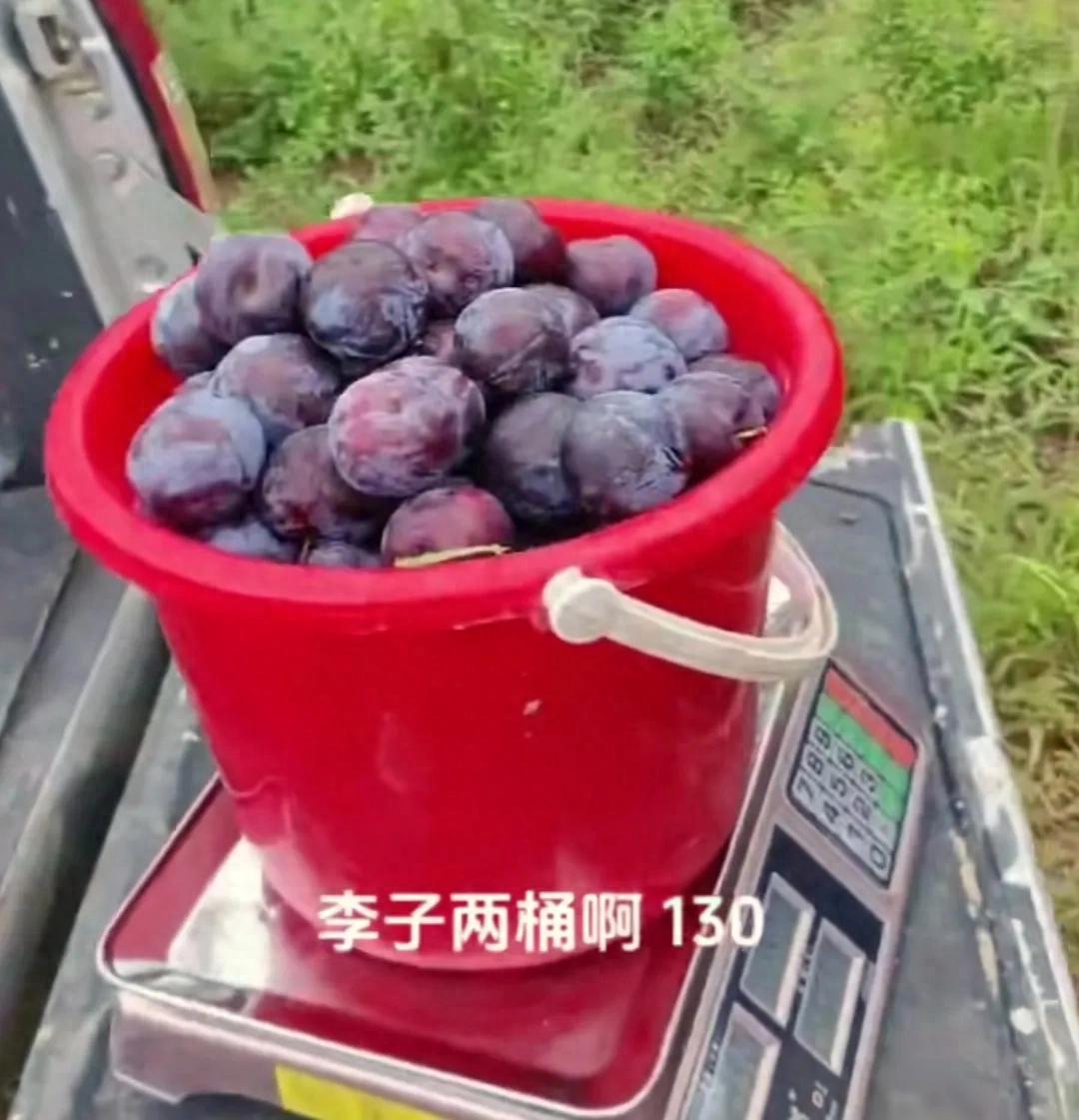 “白嫖失败反被嫖！”2024年7月山东济宁，男子去果园，发现有2个大妈拿着水桶，