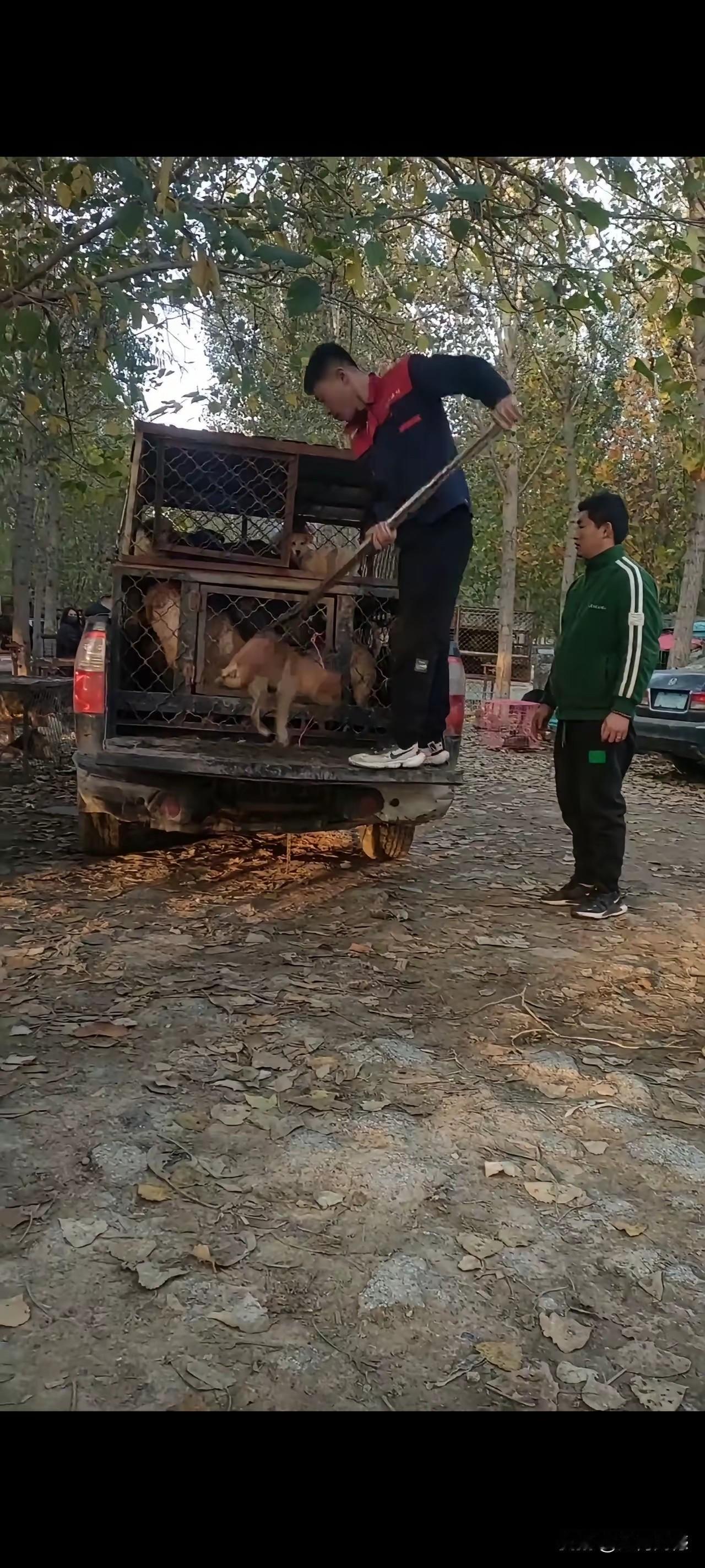 看到这些毛孩子的悲惨遭遇，心里非常的不是滋味，如果在四年前看到这样的画面，是毫无