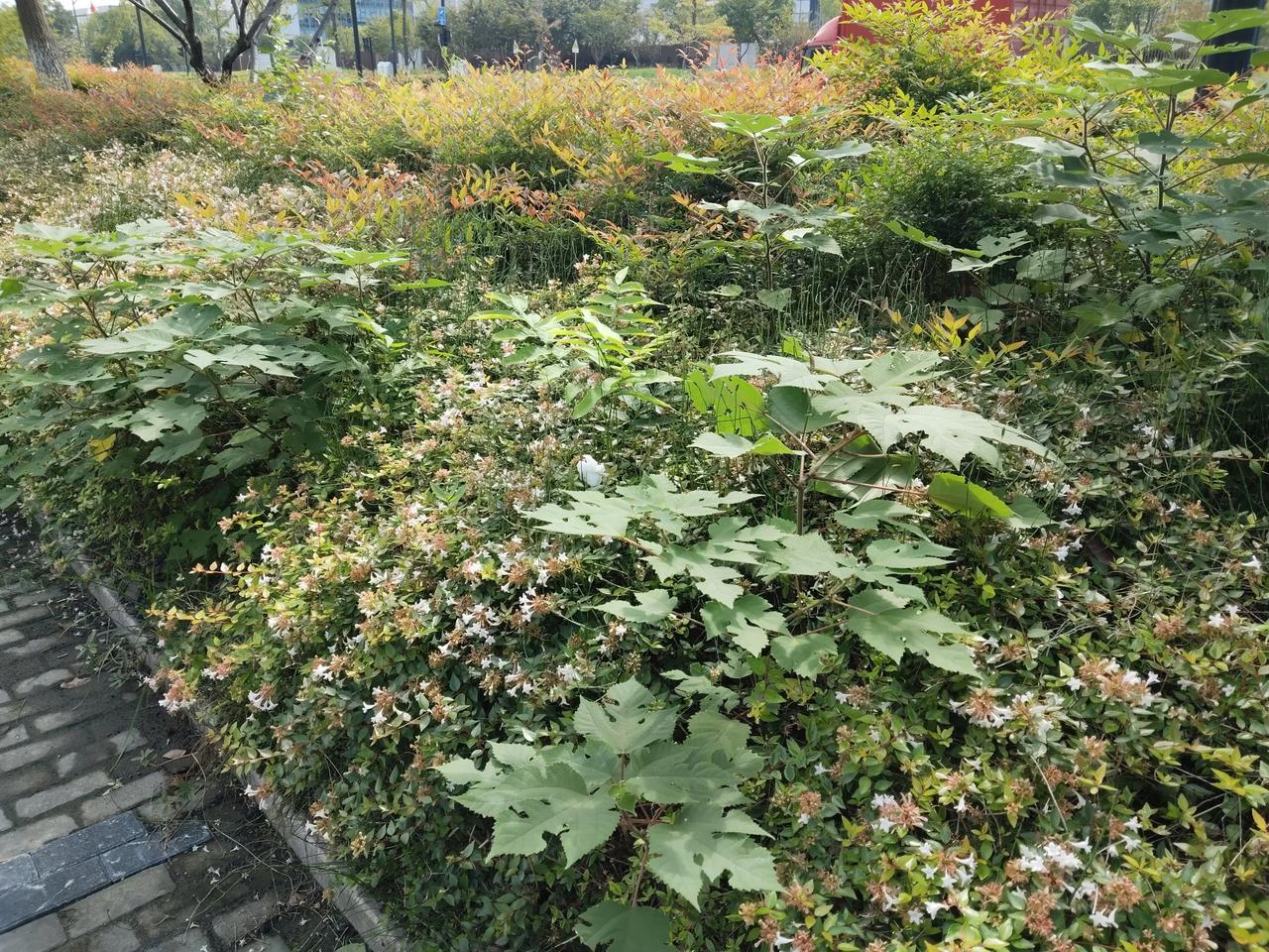 在杭州公路边的绿化带里，又发现多个构树苗长在里面。

构树和大叶拉拉秧一样，现在