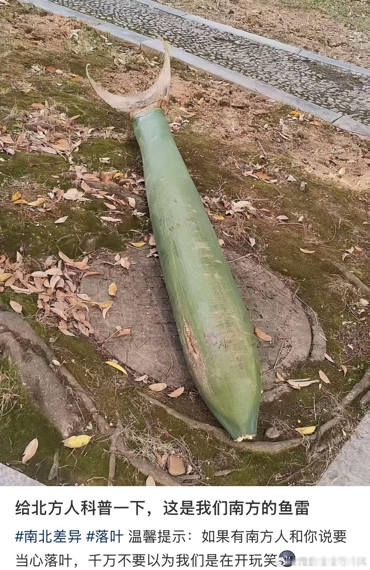 温馨提示：如果有南方人和你说要当心落叶，千万不要以为我们是在开玩笑 