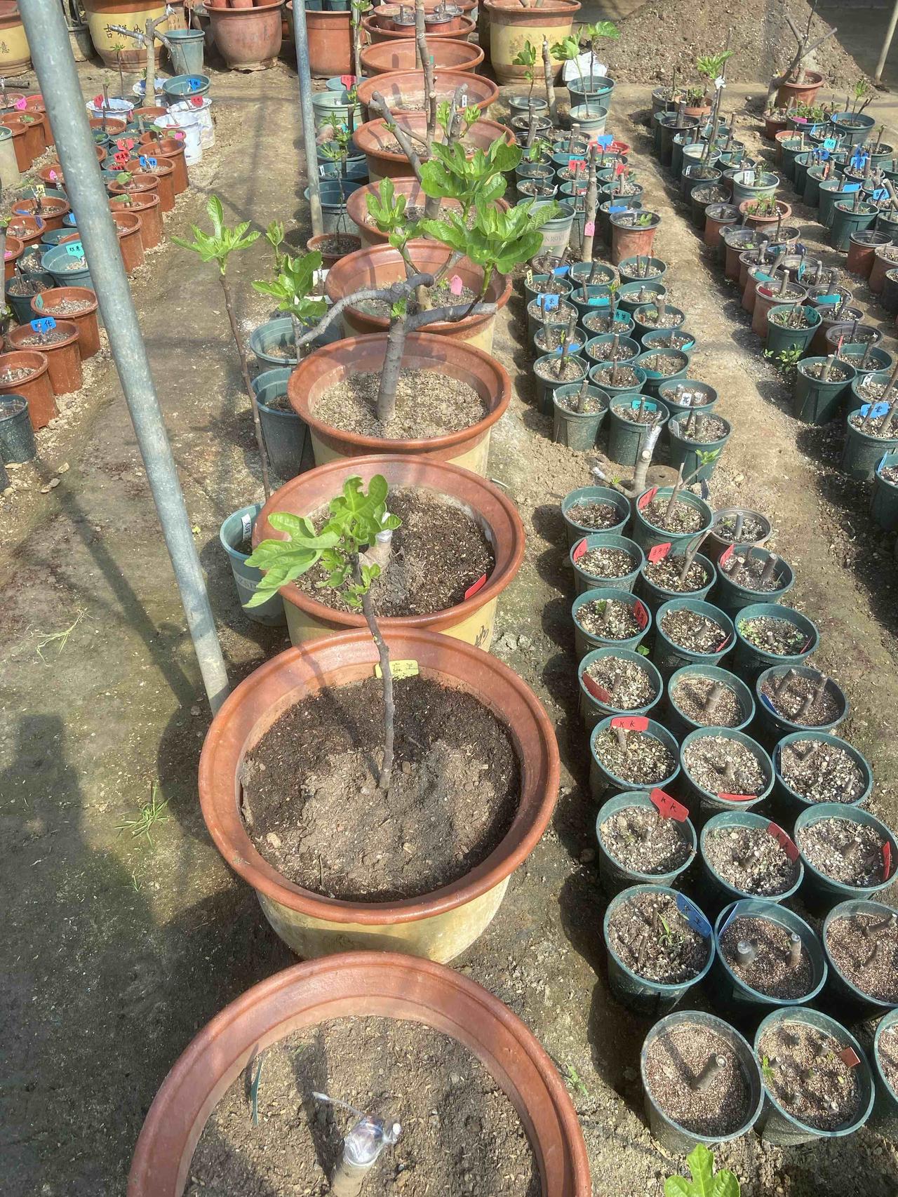 家人们，来晒晒我培育的无花果苗！这小家伙可是我的心头宝。刚种下时，它就一小株，弱