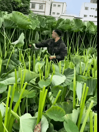 这人没事闲的，为什么要把这些荷叶砍断？不知为什么，看到这样的行为，非常的不理解，