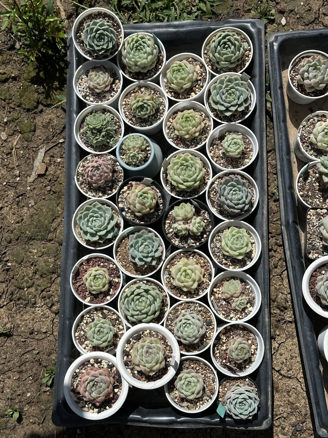 多肉小老桩清棚