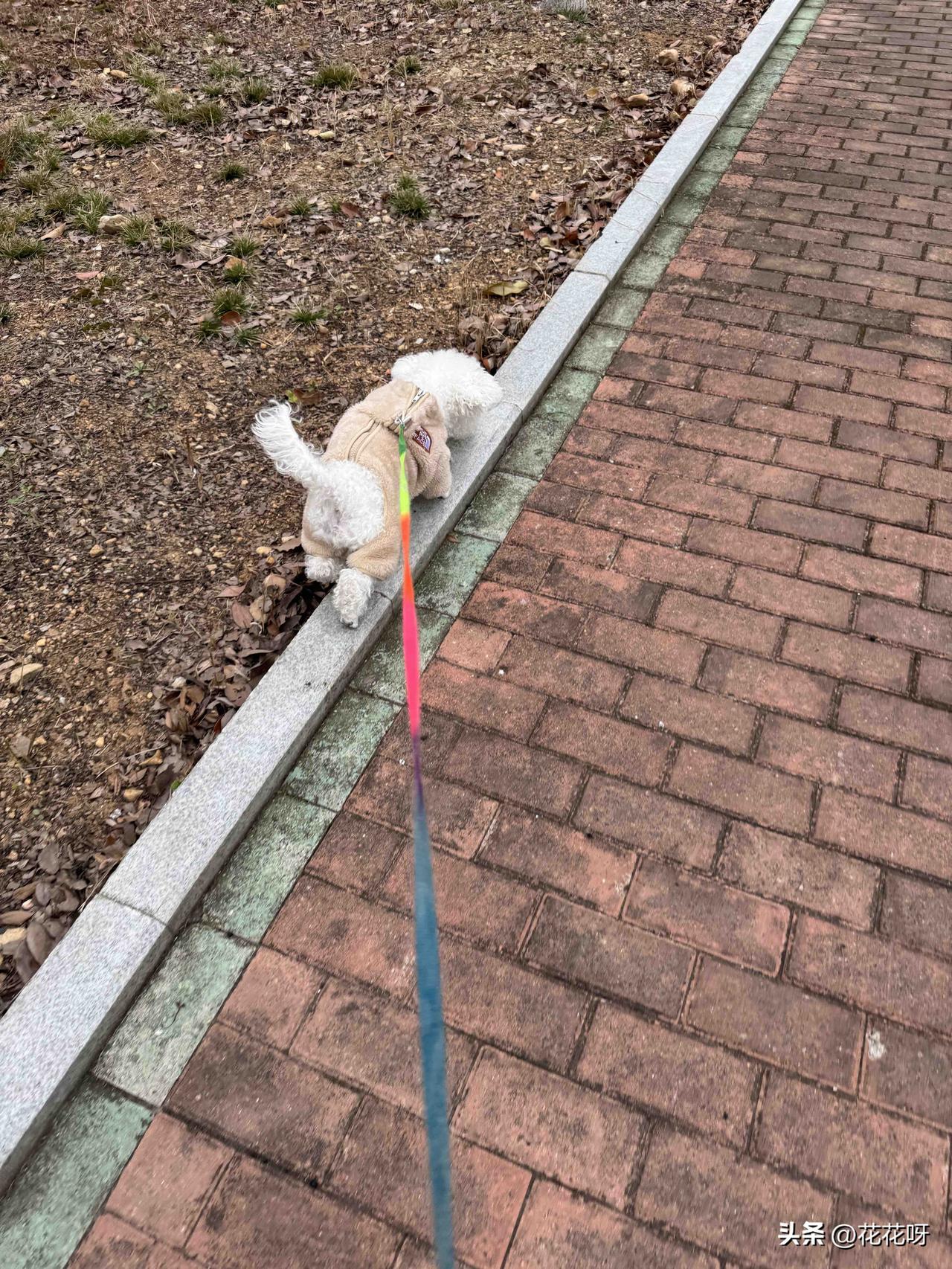 我家小比熊又出来遛弯儿啦，看看他这幸福的样子，老开心了就喜欢出来溜溜，我家小比熊