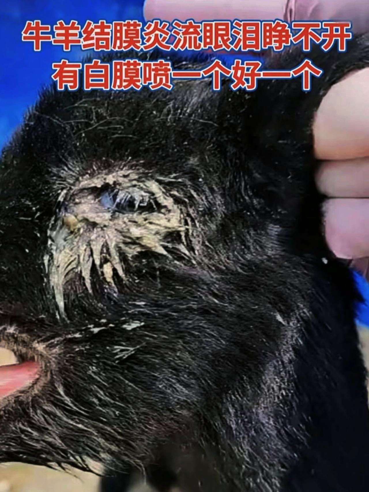 养羊人 农村养羊