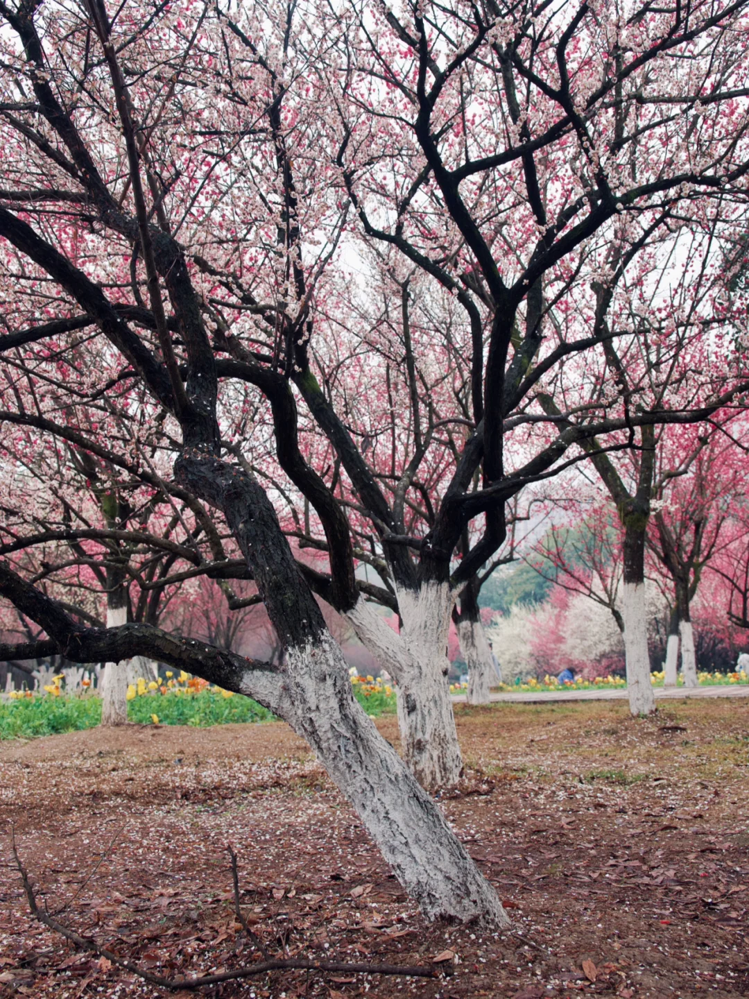 成都植物园下了一场梅花雪