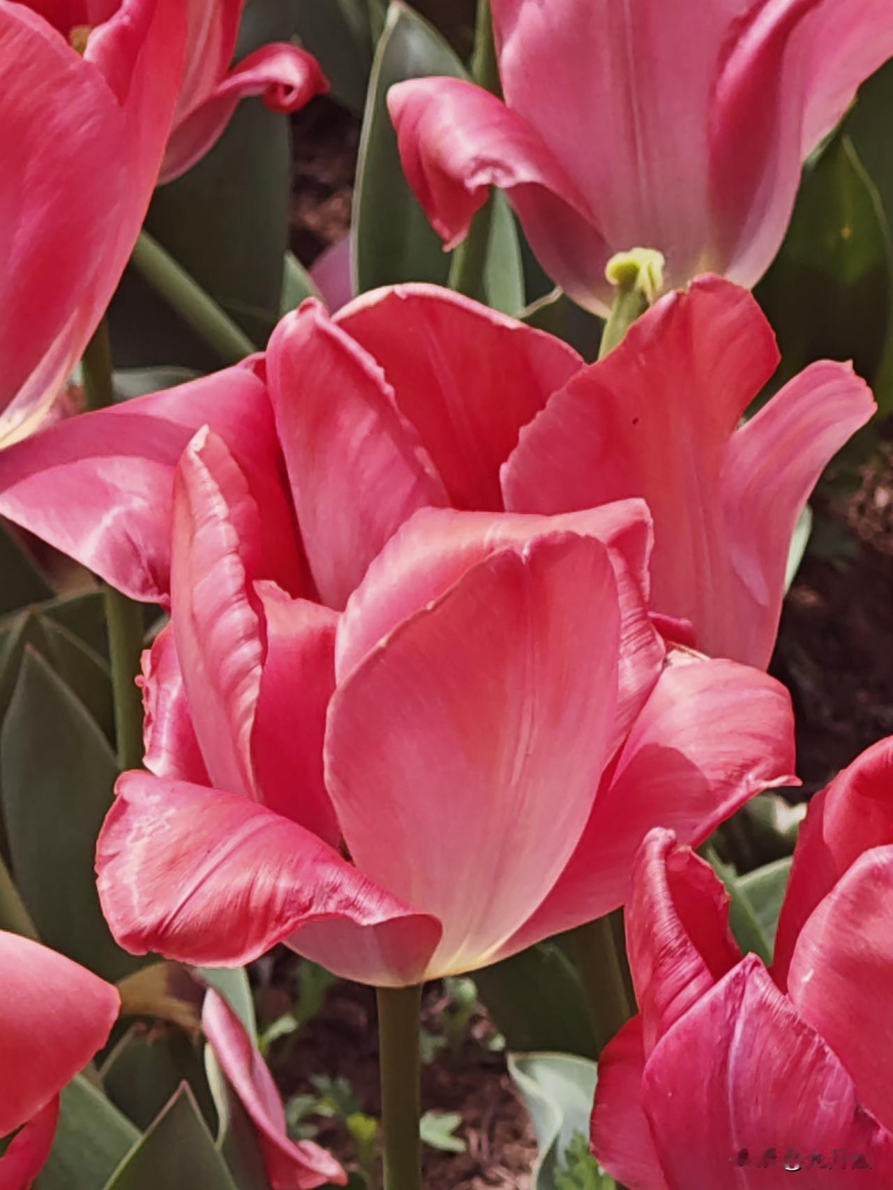 太极光影02/哪一种郁金香的颜色，让人想起太极时光？境由心造，相由心生，色即是空