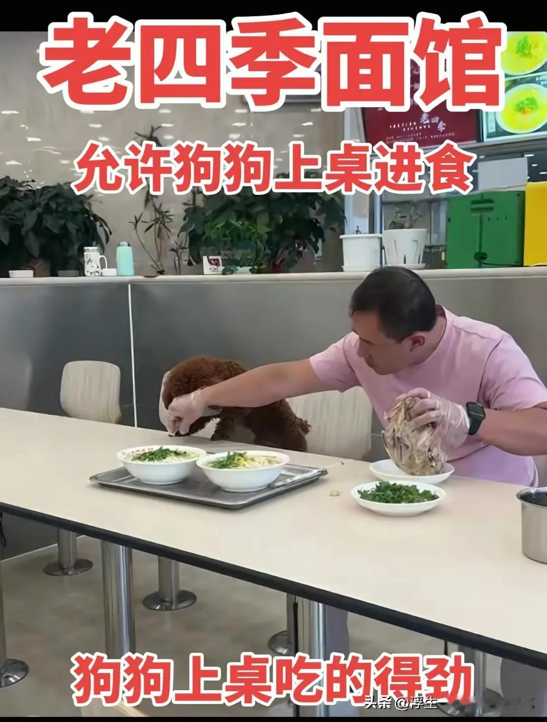 沈阳这家老牌面馆出现宠物上桌就餐的一幕，瞬间引发热议。多地早已明确，除导盲犬外，