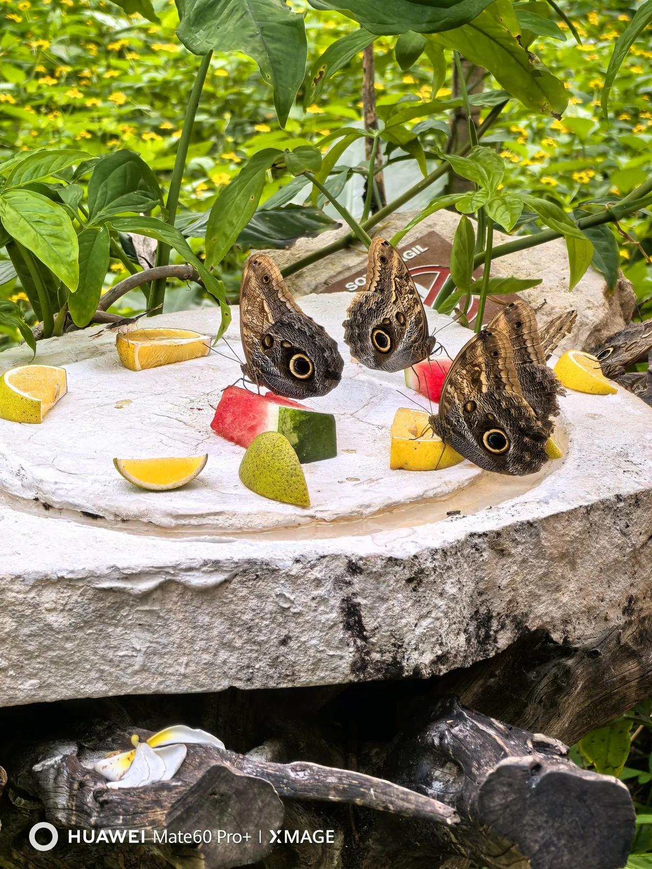 玛雅文化遗址Xcaret（西卡莱特公园）生态主题公园（5）结束篇，第9.10照片