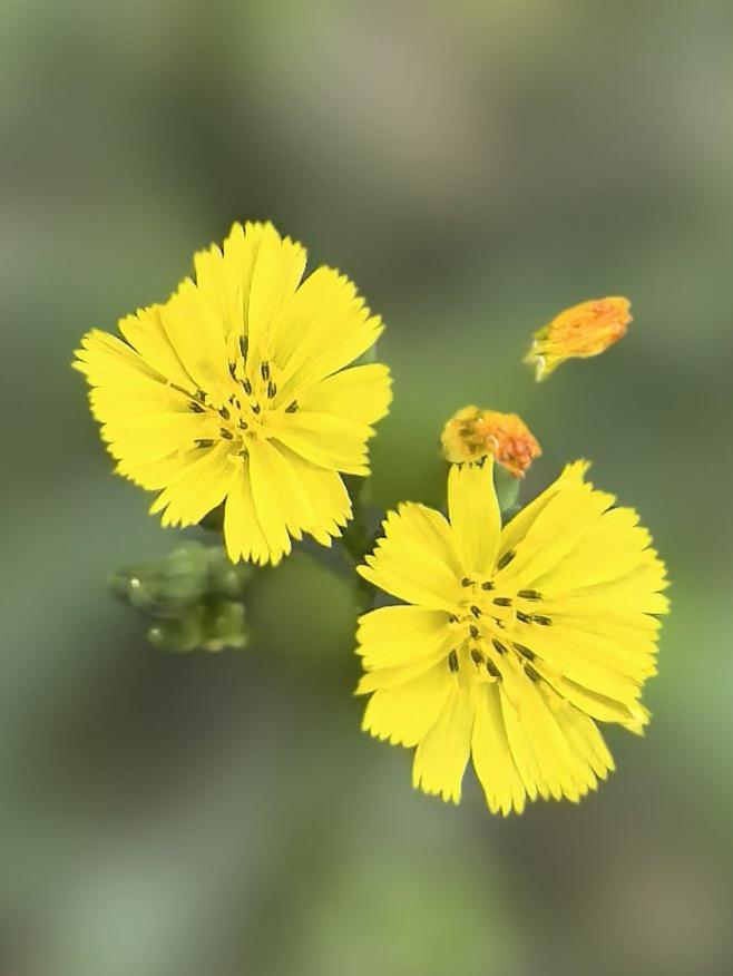 发一张你相册最近拍的花