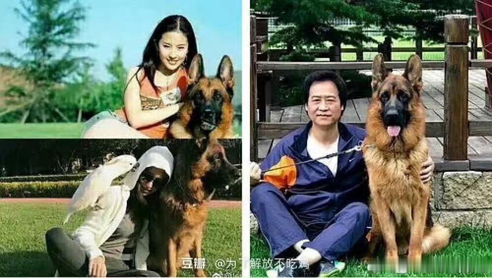 同一条狗不一样的人刘亦菲很喜欢这条狗吧 