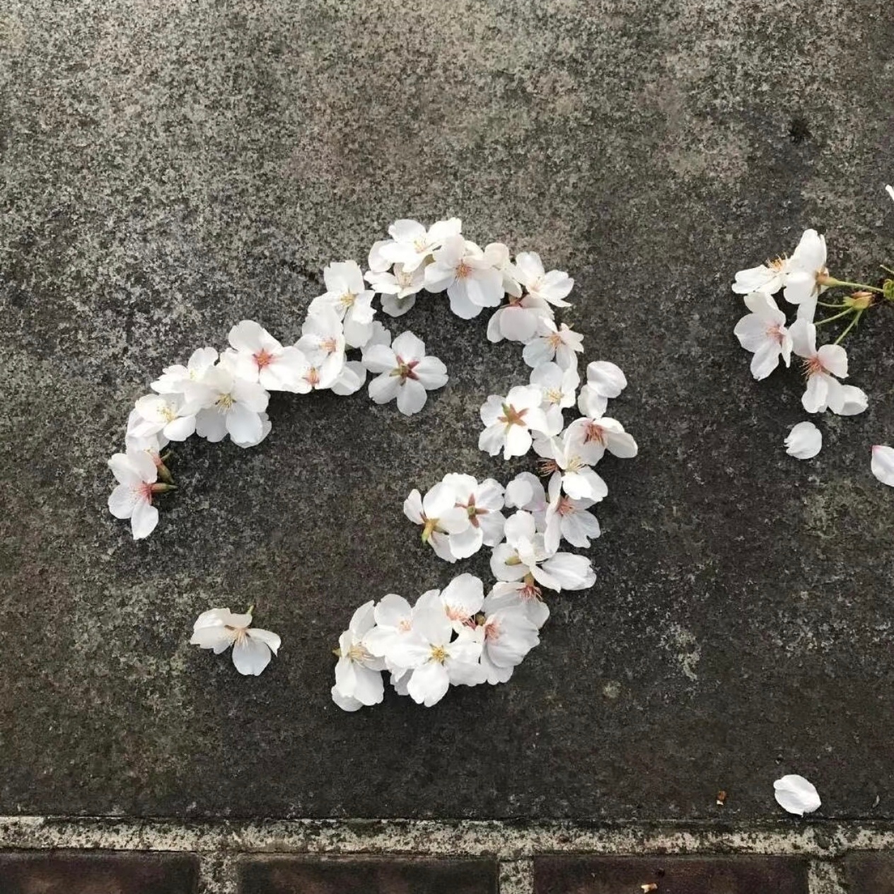 WeChat｜背景图分享｜春日来信 