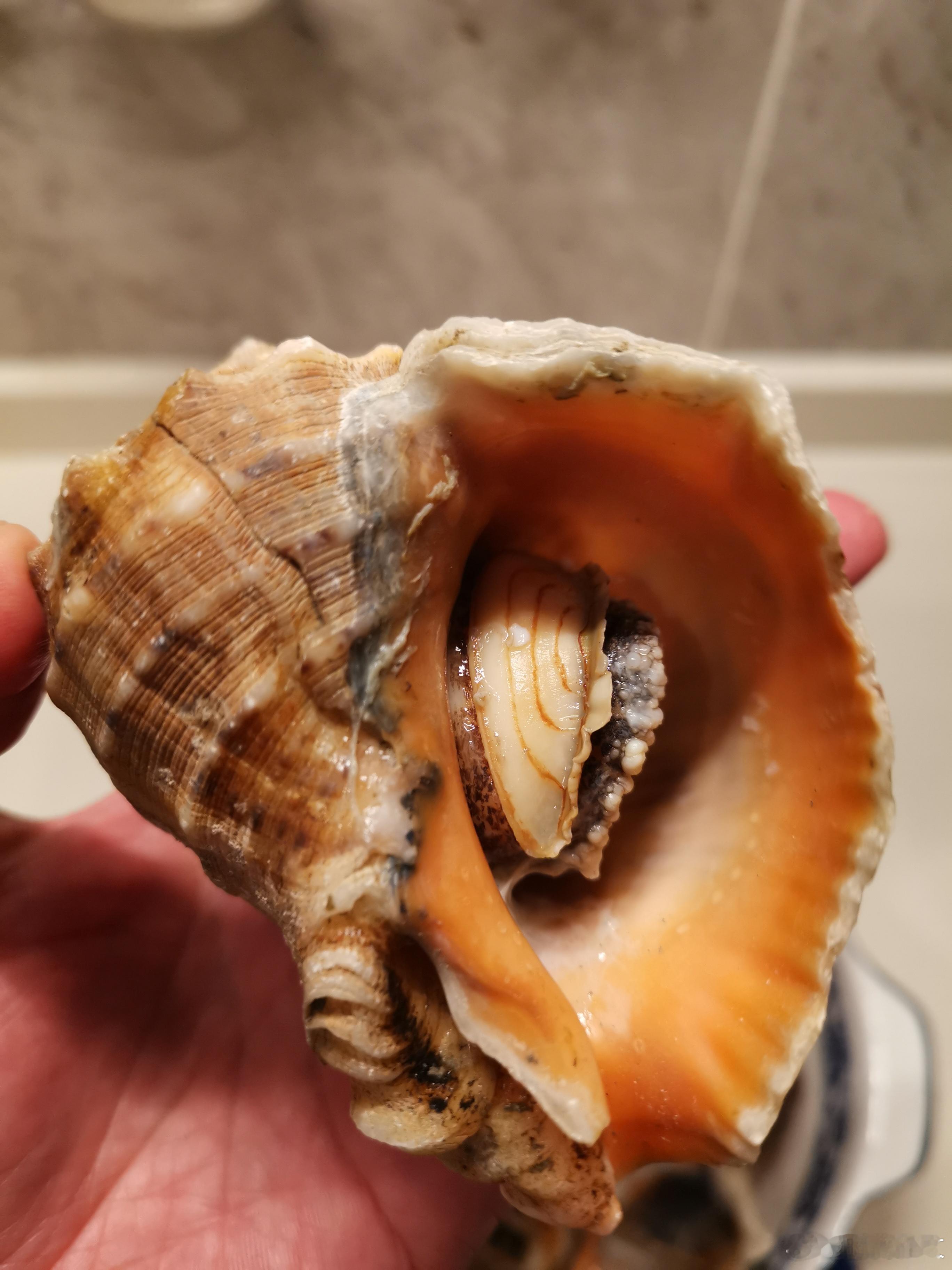 有钱人的晚膳，你们绝对没想到。
