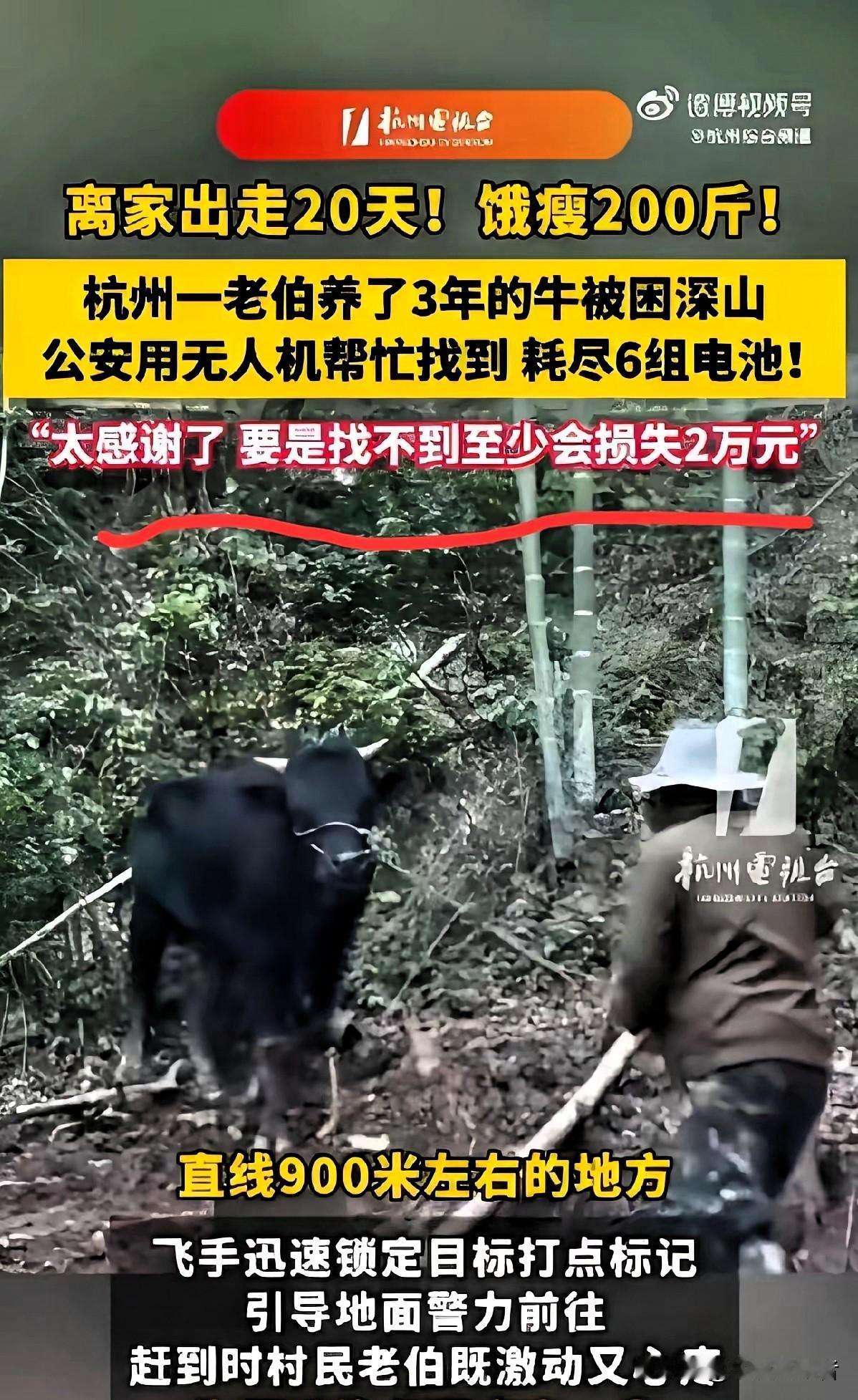 “太心疼了！”杭州建德，一头1300斤的大黄牛，在深山里被困了整整20天。等主人