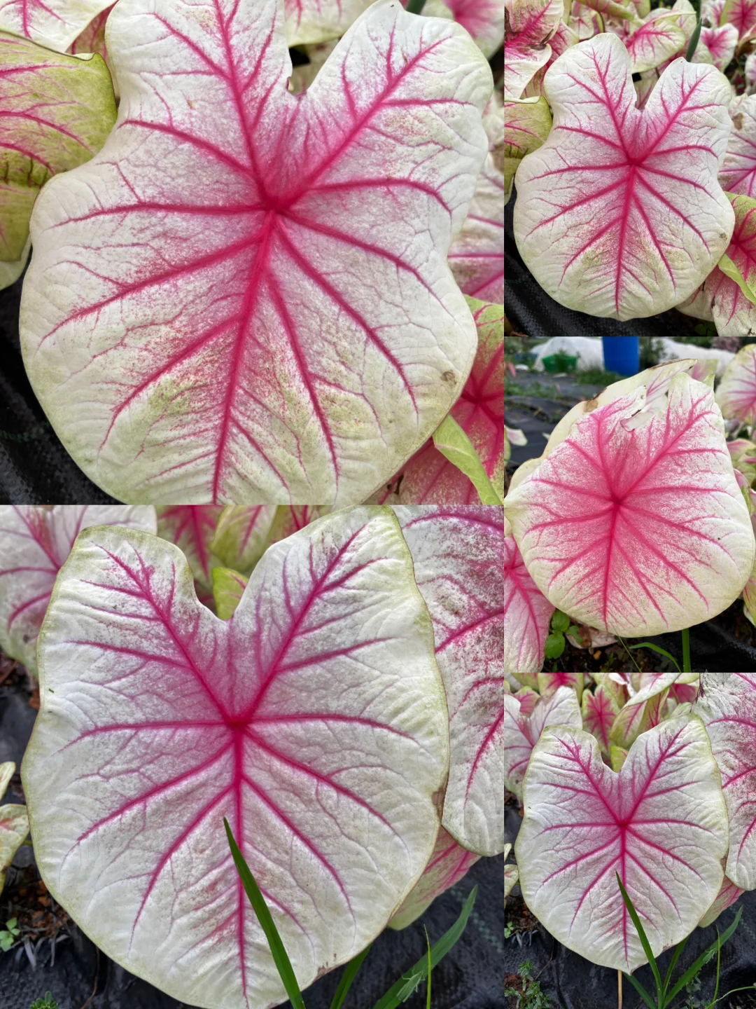 像极了乖巧的奶黄小胖兔🐰