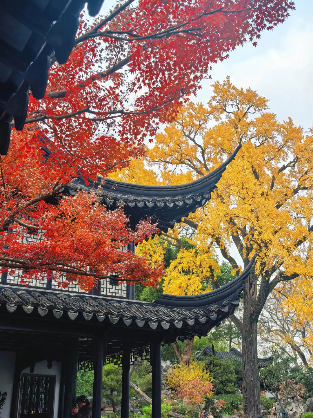 一朝入姑苏，仿佛跌入水墨江南的旧梦。留园的秋意是最浓的一笔——飞檐翘角勾着流云，