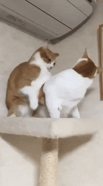 猫猫一把拿捏：好了，冷静点 ​​​