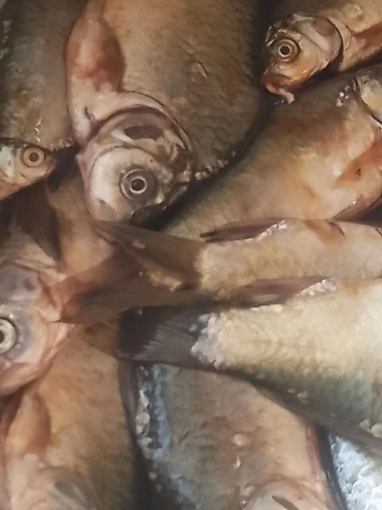 纯野生鲫鱼！最大的1公两，最小1钱！