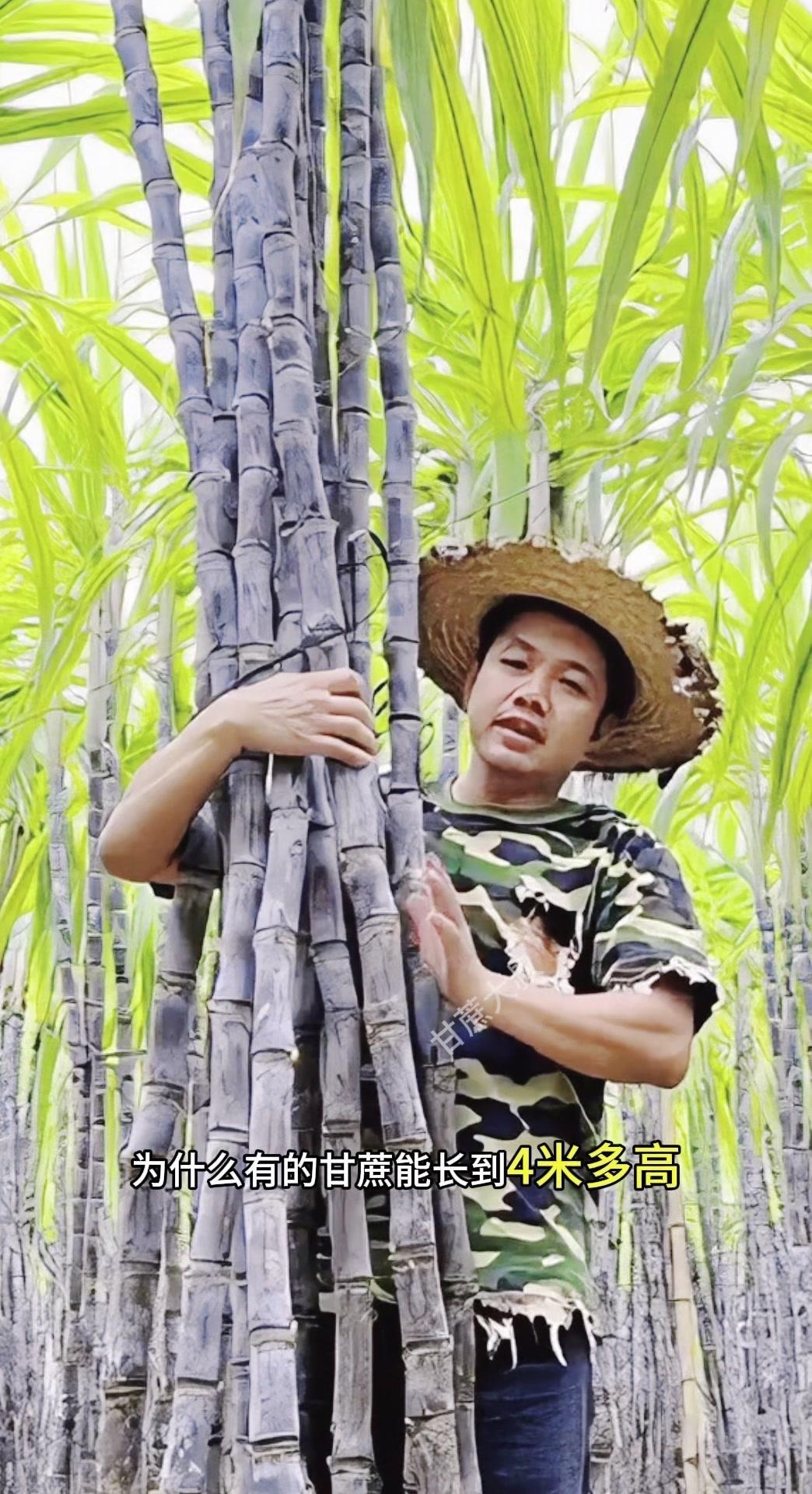 💡为什么有的甘蔗能长到4米多高，而有的只有一米多？

📌关键在于高培土开深沟