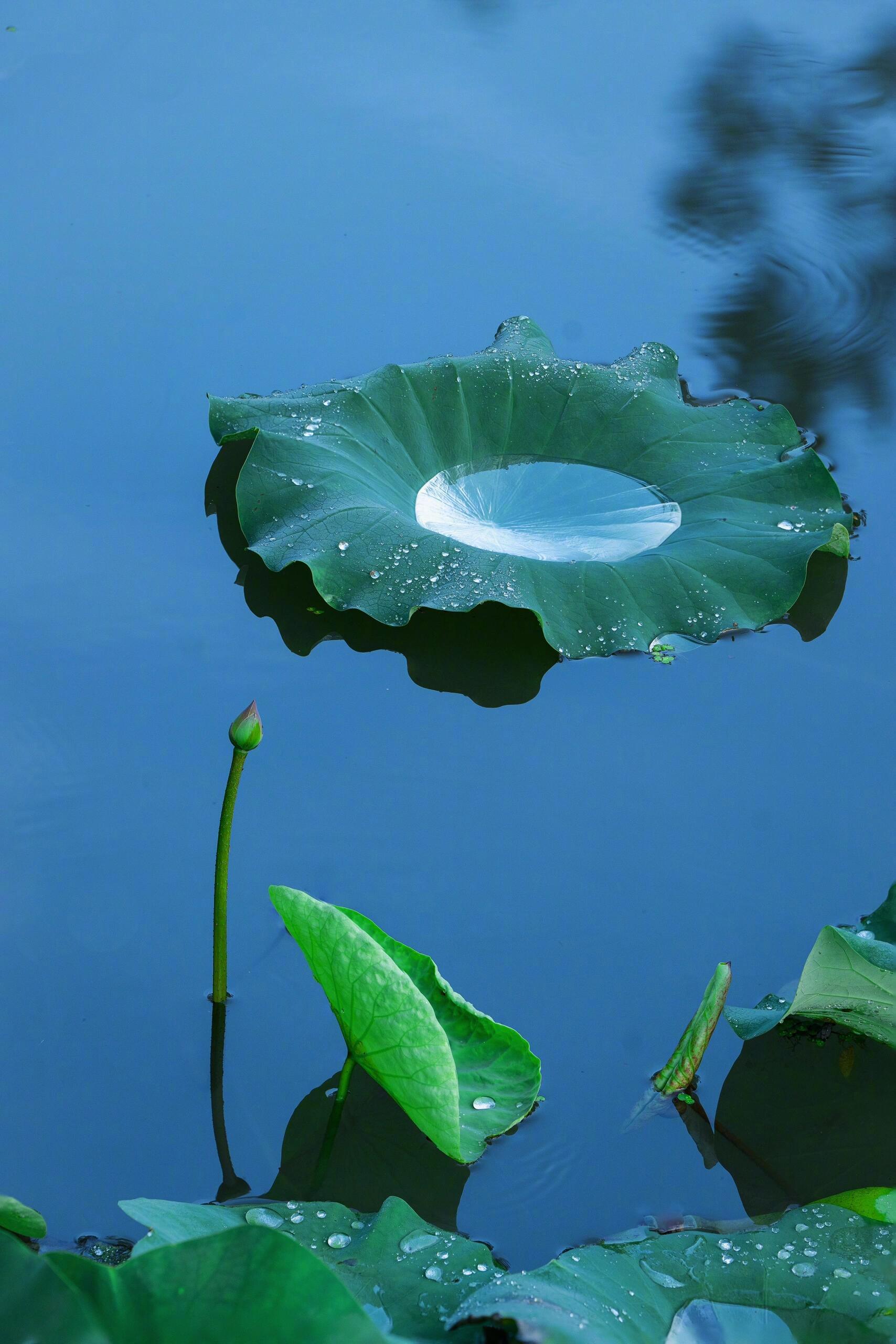 雨后荷池 