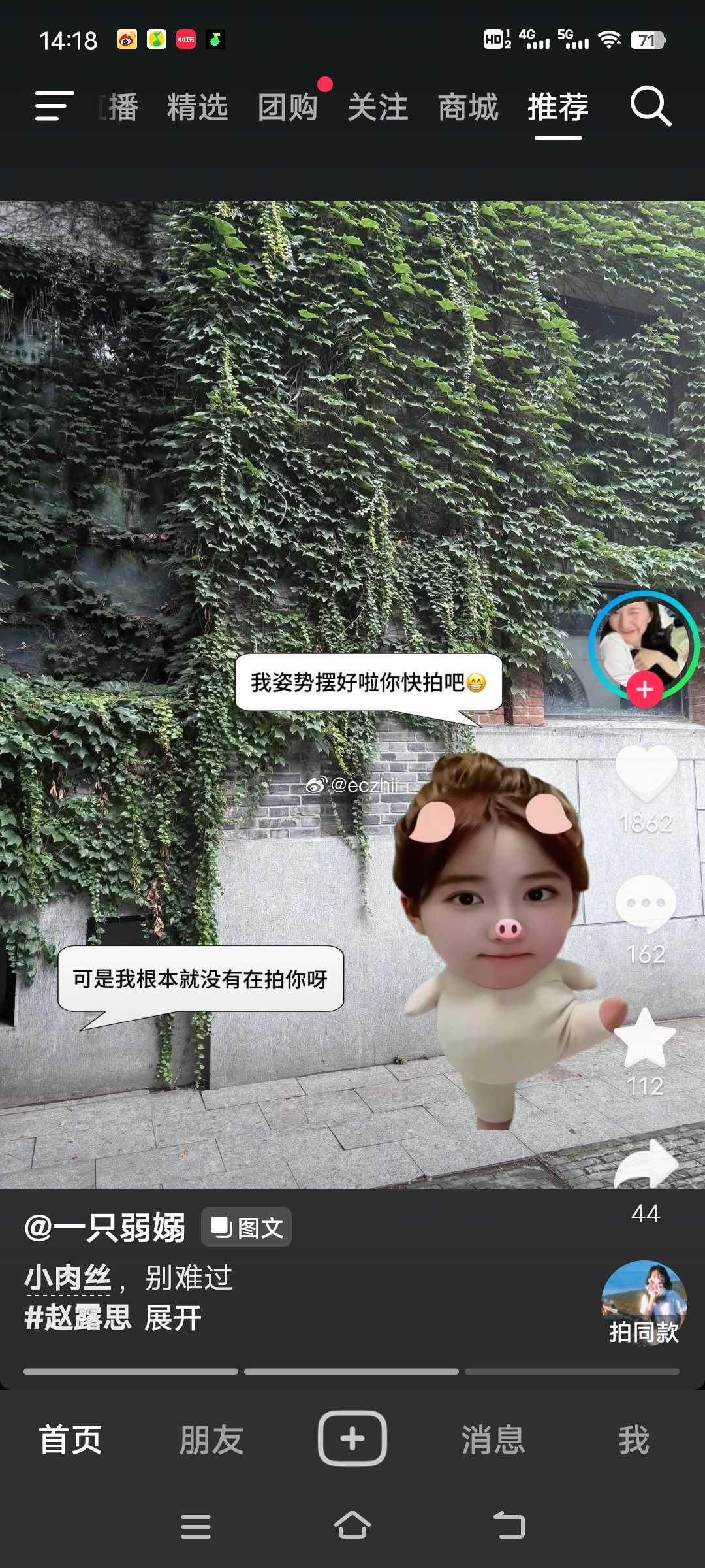 谁有这个小猪的表情包 
