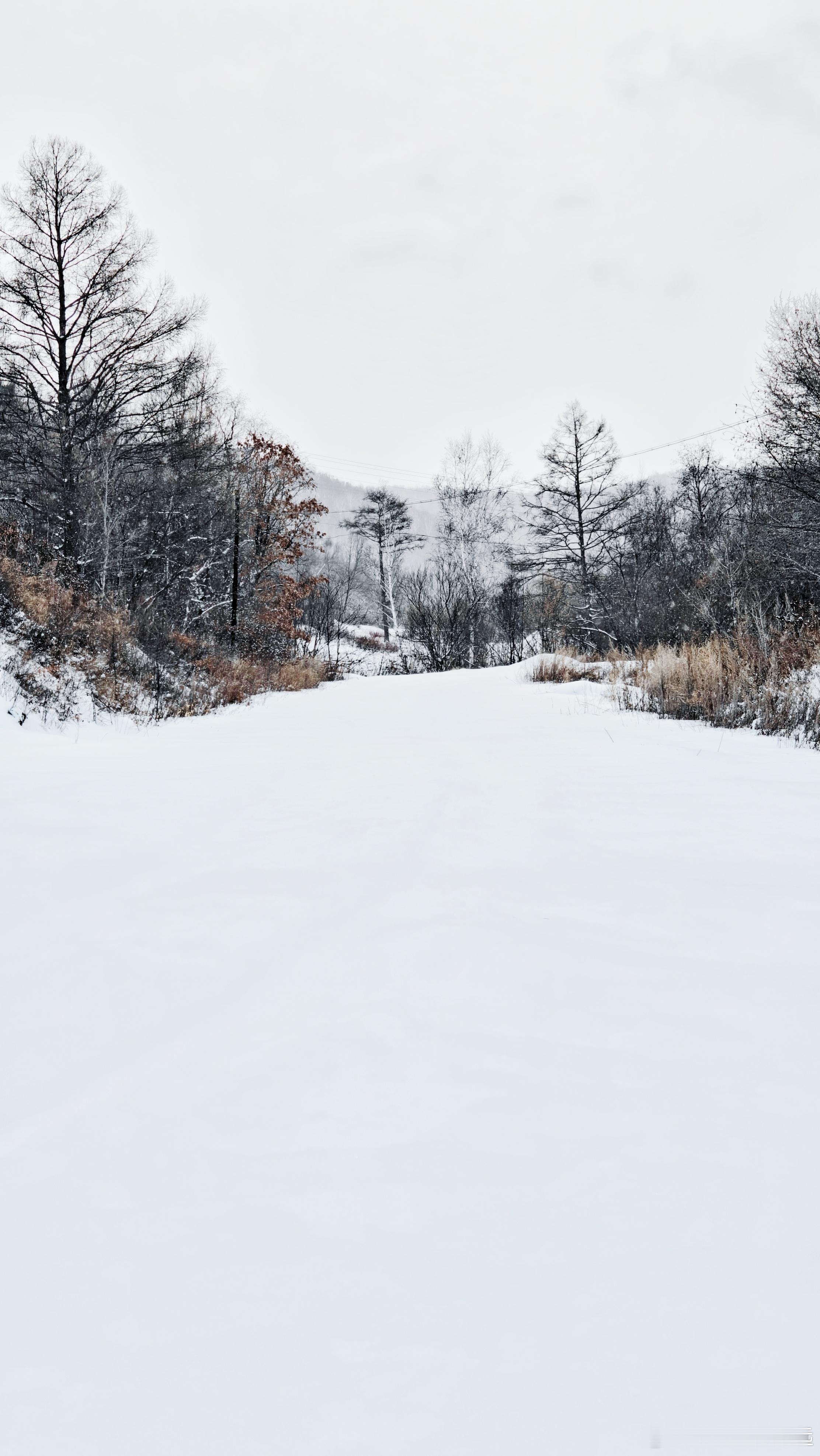 东北一天的下雪量昨晚这条路还没雪