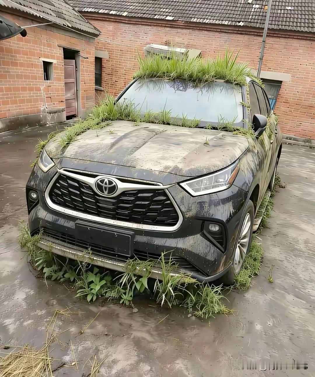 车上真的会长草吗[灵光一闪]