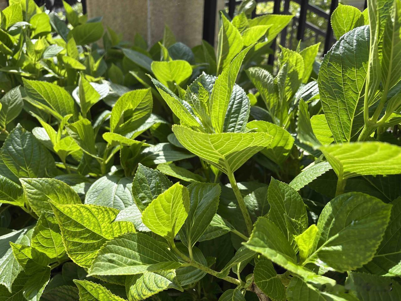 29、绣球
/院子里的绣球，长得茂盛，还没有到开花的时候。/