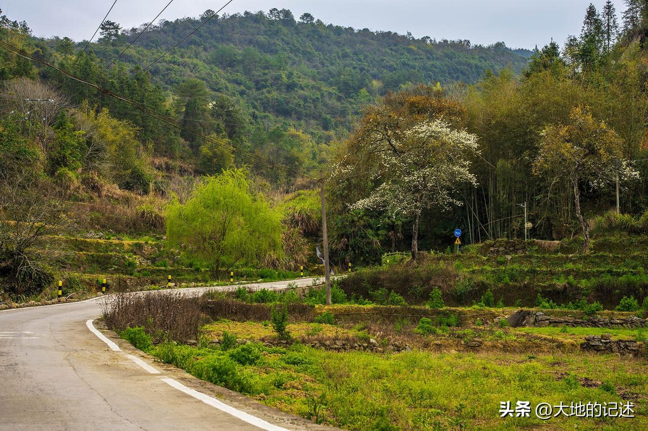 春意盎然，大地上处处是美景。绽放的梨花为沉寂的乡村添上生气。