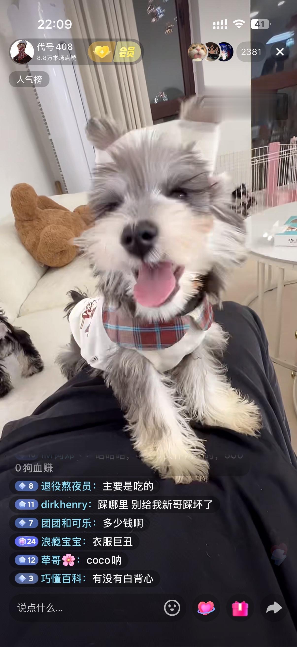 看小新直播选狗，现场第三人称版 兄弟们我这个视角怎么样😉