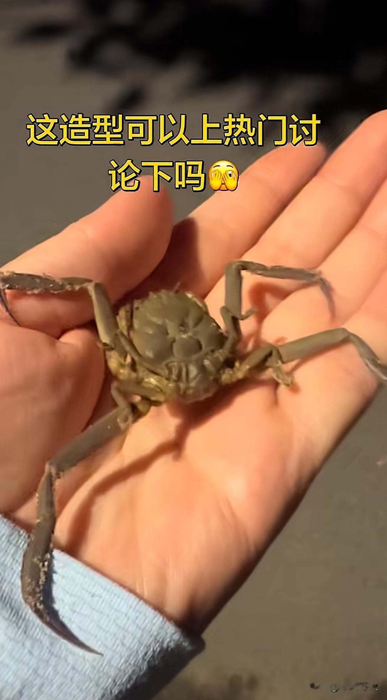 戴了面具的小螃蟹