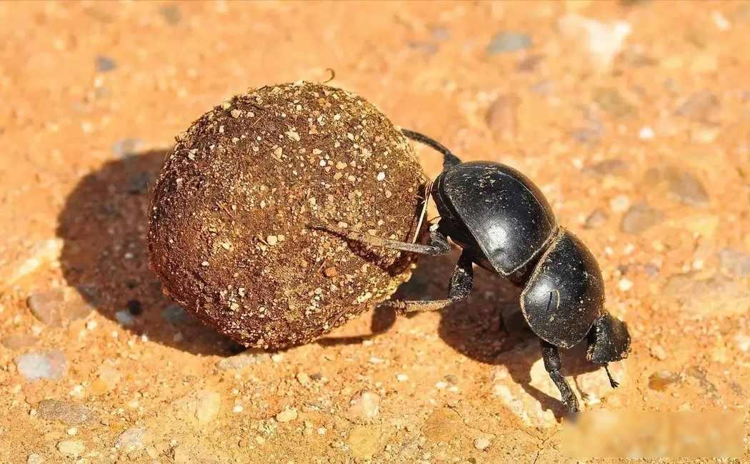 屎壳郎有多神奇？为何能让澳大利亚挽把屎壳郎视为“国宝”，一度认为屎壳郎是他们的救