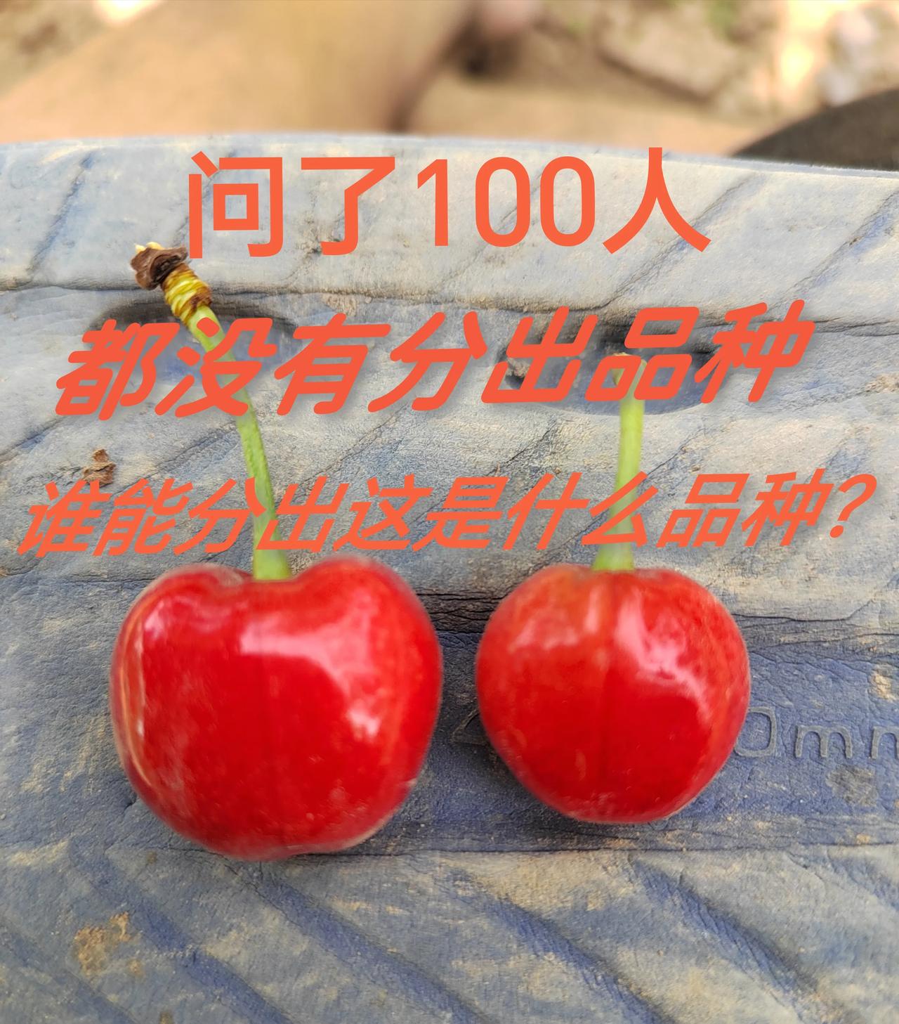 问了100人都没有分出品种，你们谁知道？求解答！
这两种樱桃100人都没有分出品