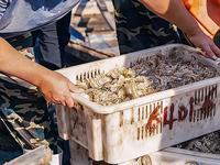 突发！中方暂停日本水产品进口！背后3个关键点，关乎每个家庭餐桌安全
 
刚重启没