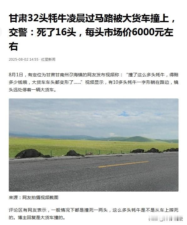 甘肃，某道路上，三户人家正趁着凌晨把新买的32头牦牛赶往公路对面的牧场，不料，就