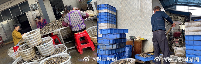 【#湖南涉加工福寿螺工厂被查封#】近日，媒体#暗访福寿螺产业链#引发关注。据报道